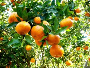 Incaper investiga relação entre nutrição e mancha marrom em tangerinas
