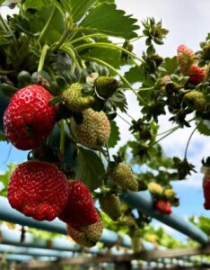 Morango do amor viraliza e valoriza o agro capixaba