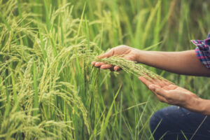 Produtores de arroz negociam 109,2 mil toneladas de arroz a preços futuros com a Conab