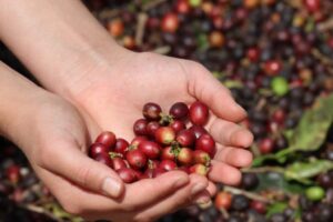 Espírito Santo puxa crescimento da produção de café conilon e impulsiona safra brasileira em 2025