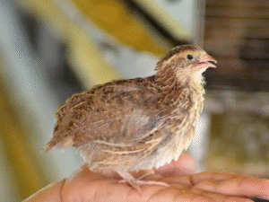 Espírito Santo é o segundo maior produtor de ovos de codorna do Brasil