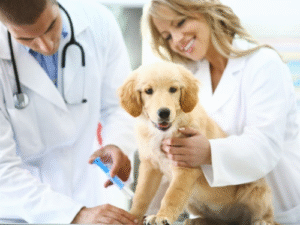 Campanha de vacinação antirrábica imuniza mais de 5 mil animais em São Gabriel da Palha e terá “Dia D” em 4 de outubro