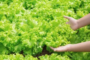 Calor pode inviabilizar cultivo de alface em campo aberto no Brasil