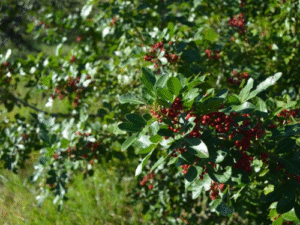 Pimenta-rosa do Espírito Santo ganha destaque nacional