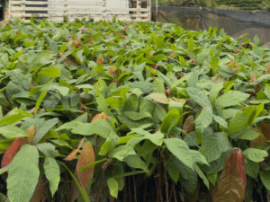 Arranjos Produtivos: Entrega de Mudas Fortalece a Agricultura Familiar na Região Noroeste
