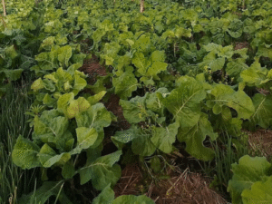 Agroecologia avança em oito municípios capixabas após projeto executado por Incaper e parceiros