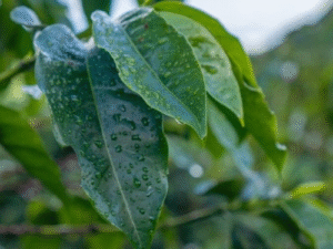 Chuva, frio, calor? Saiba como ficará o clima em novembro