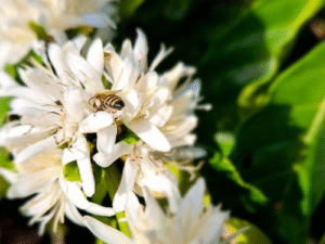 Seminário reforça papel da polinização na cafeicultura capixaba