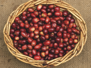 Visitantes da Feira Internacional do Café Conilon vão fazer imersão por fazenda centenária de cafés premiados