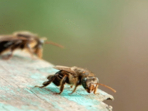 Governo do Estado institui programa ‘Na Trilha das Meliponas’ para preservar abelhas nativas