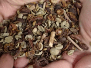 Divulgadas marcas de cafés com irregularidades e impurezas