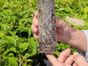 Tecnologia sustentável para mudas de café ganha destaque em evento no norte do ES