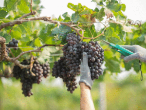 Viticultura está presente em 29 municípios capixabas