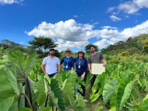 Incaper vai desenvolver novas variedades de inhame adaptadas ao Espírito Santo