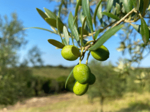 Brasil deve bater recorde histórico na produção de azeite de oliva