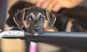 Convívio com animais e ações educativas ensinam a combater violência