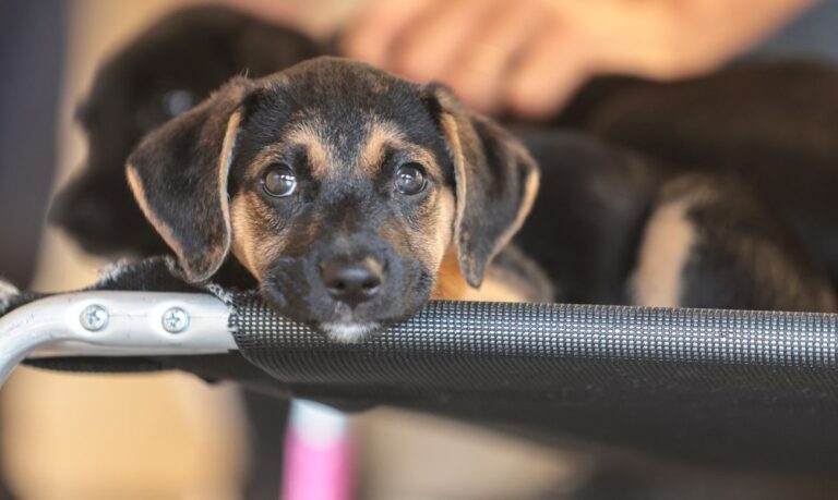 Convívio com animais e ações educativas ensinam a combater violência