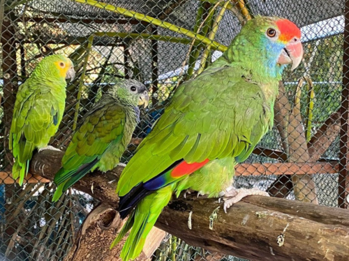 Proteção da fauna: o papel do Iema no resgate e reabilitação de aves silvestres