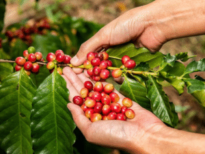 Conflito no Oriente Médio volta a elevar preço do café