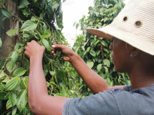 Bactérias podem revolucionar cultivo de pimenta-do-reino